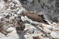 Brown Booby